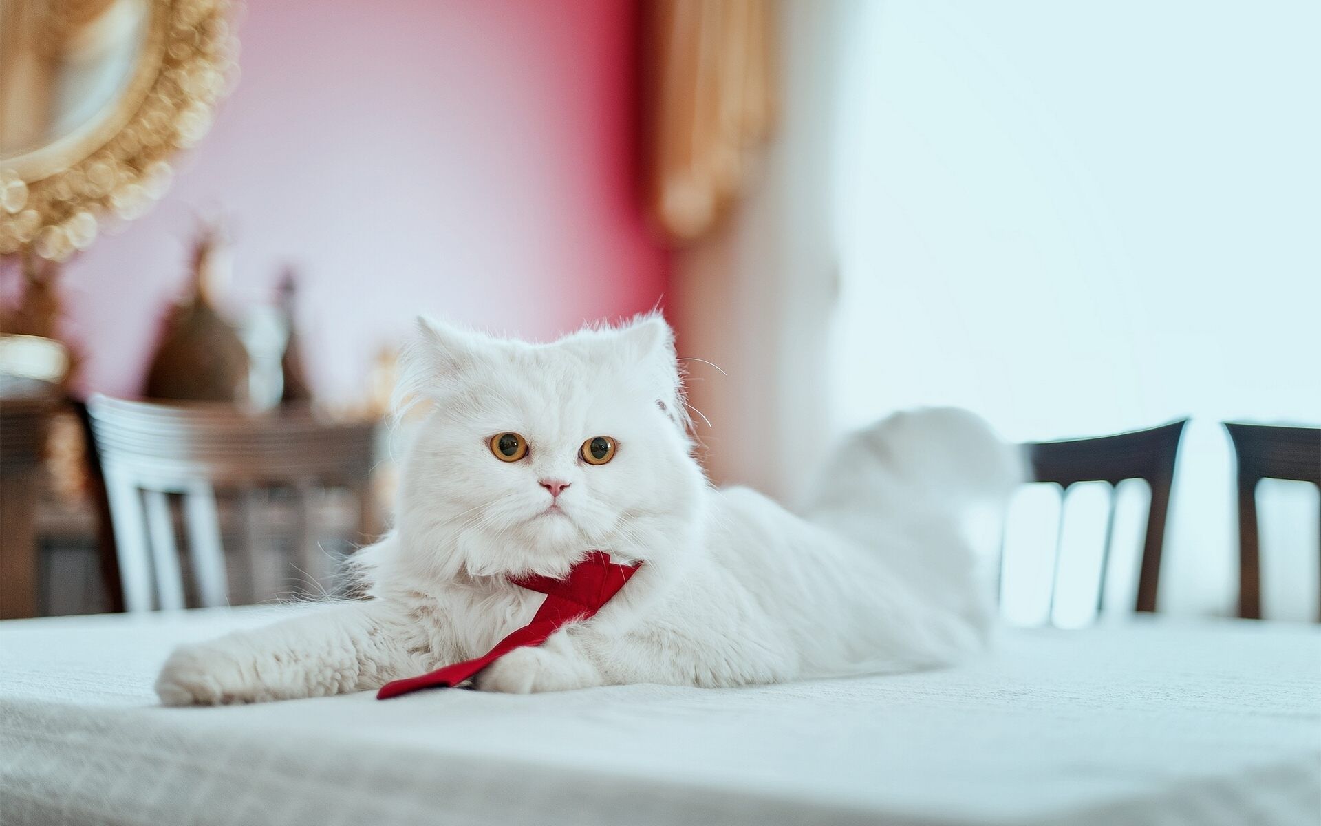 White Persian Cat Wallpaper Hd - HD Wallpaper 