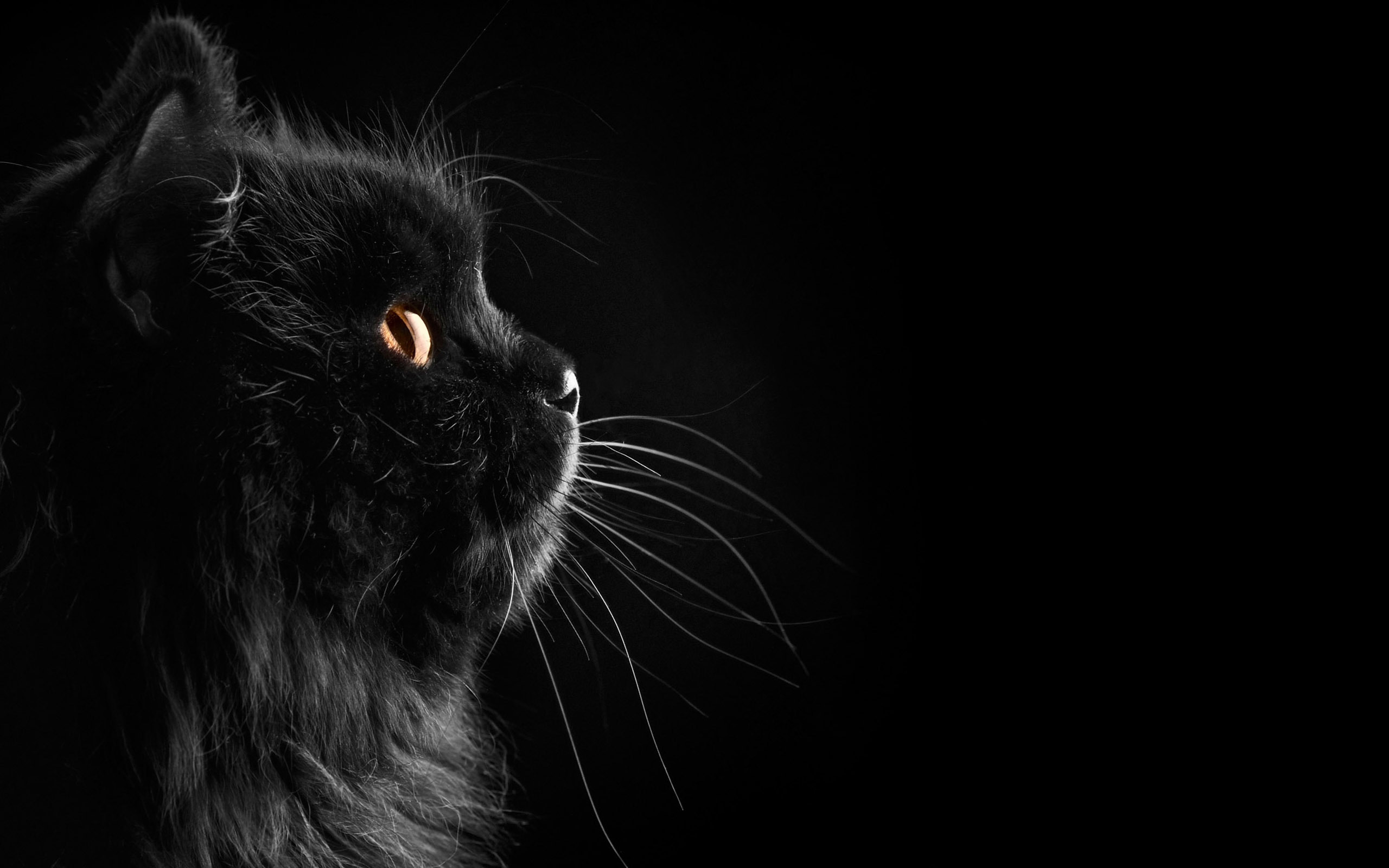 Happy National Black Cat Day - HD Wallpaper 