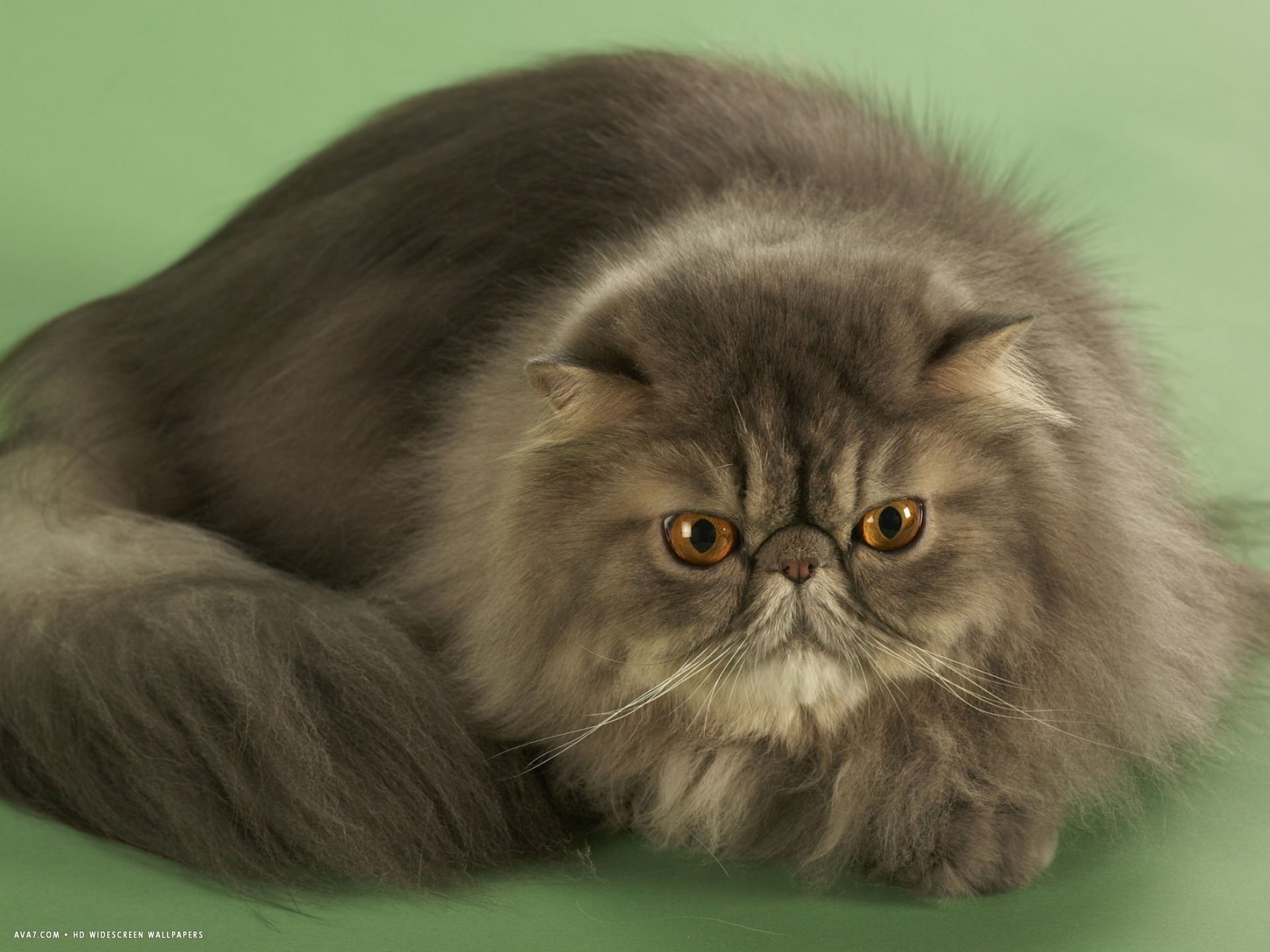 Cat Wallpaper Persian - Domestic Long-haired Cat - HD Wallpaper 