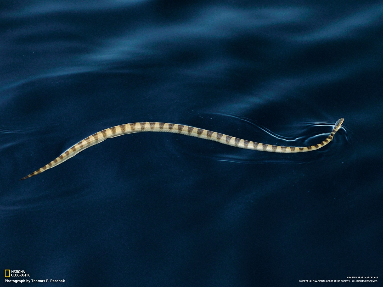 Sea Snake In Arabian Gulf - HD Wallpaper 