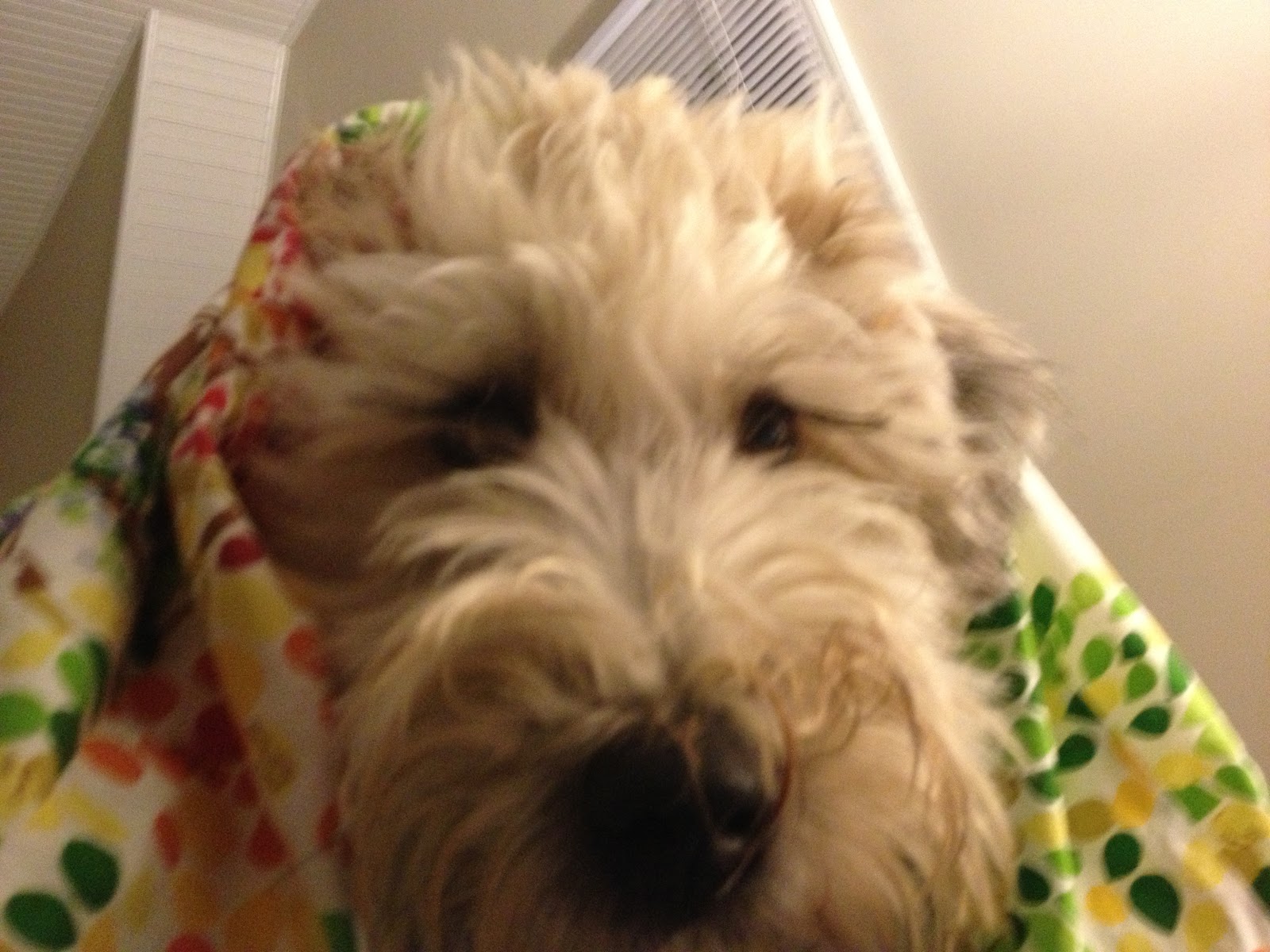 Irish Soft-coated Wheaten Terrier - HD Wallpaper 