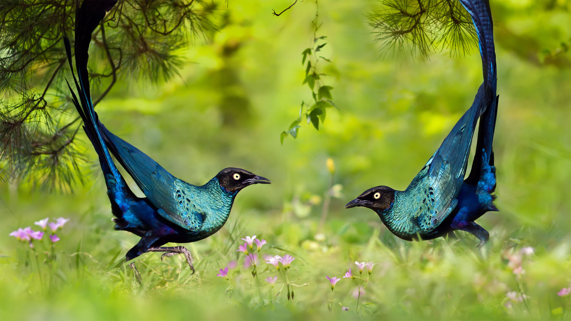 Long Tailed Glossy Starlings - HD Wallpaper 