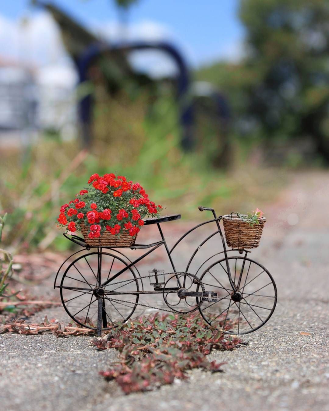 Photography Cute Miniature - HD Wallpaper 