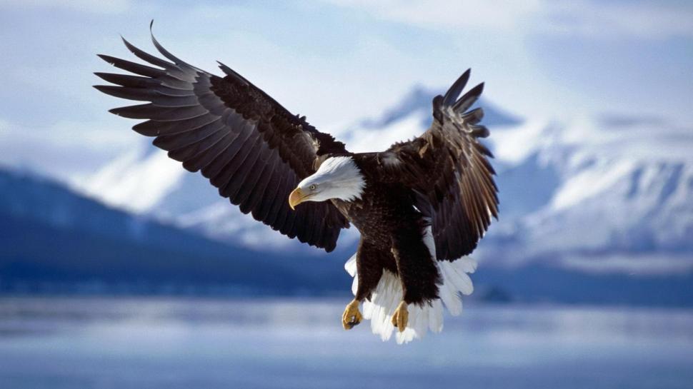 Aguila Americana Wallpaper,aguila Hd Wallpaper,bonita - Eagle Bird Hd - HD Wallpaper 