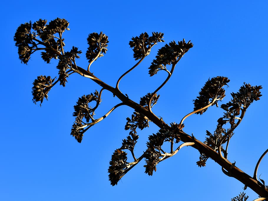 Agave, Agave Flower, Agave Americana, Bloom, Century - Fleur D Agave Americana - HD Wallpaper 