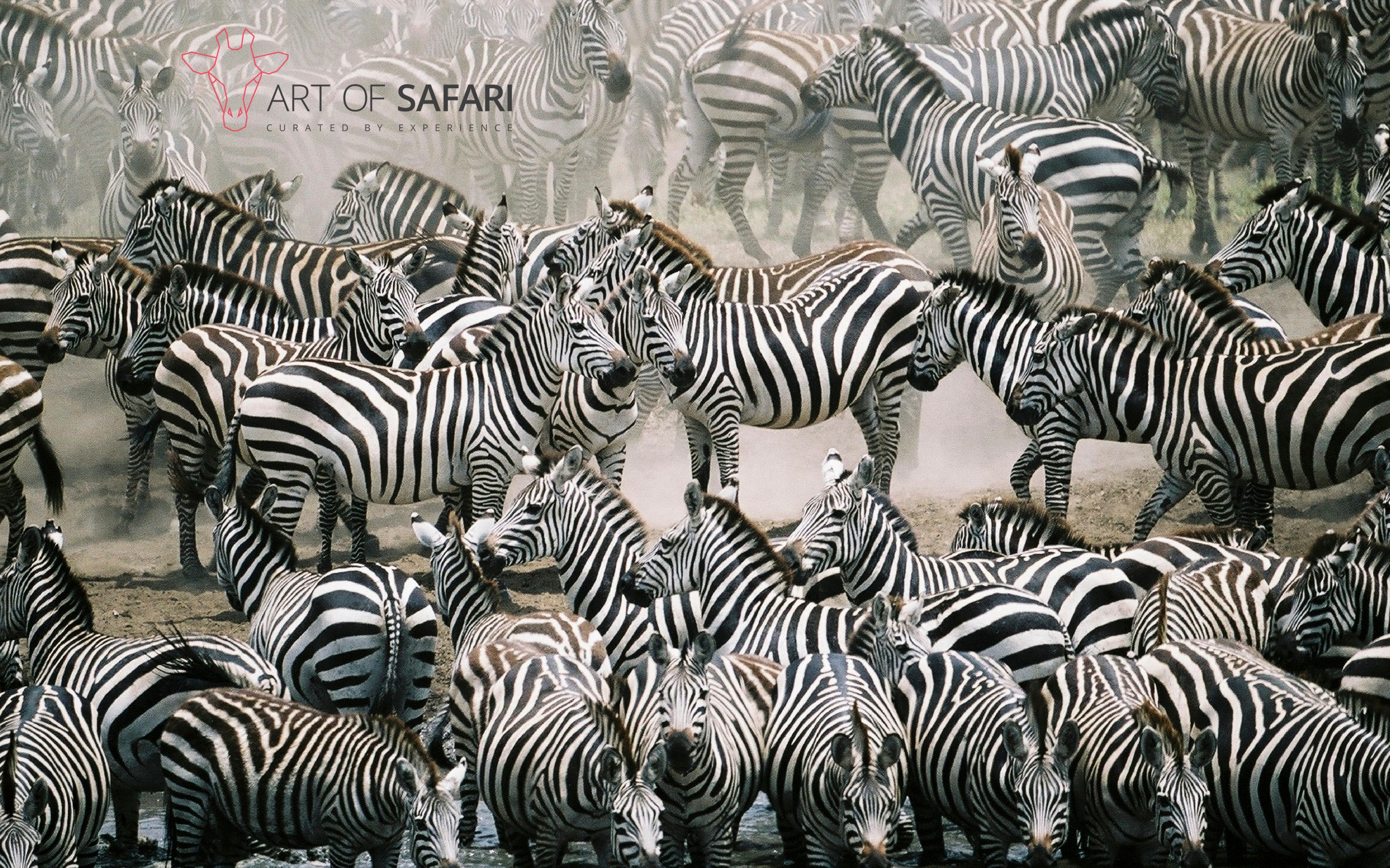 Population Of A Zebra - HD Wallpaper 