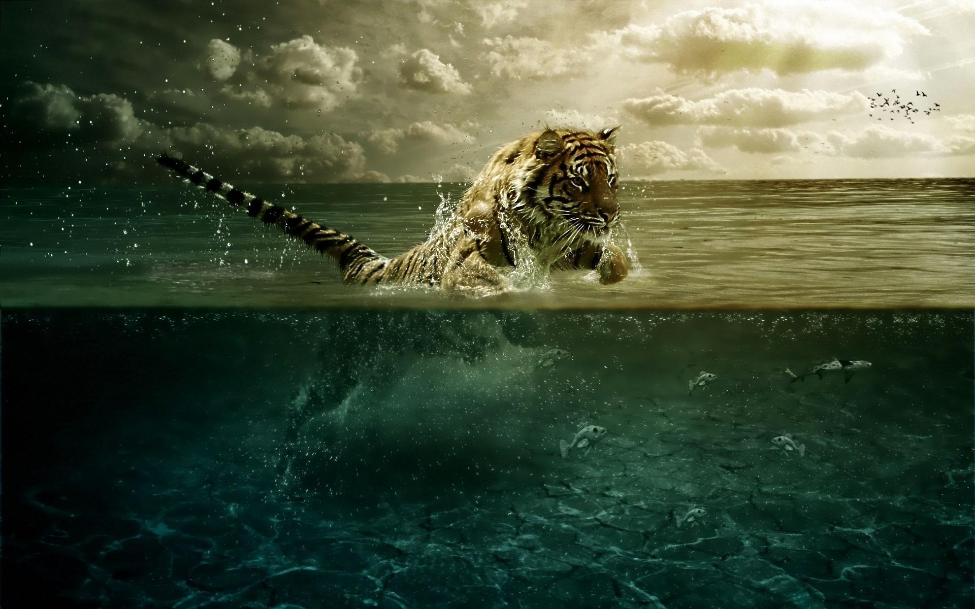 Tiger Fishing - Tiger Leap - HD Wallpaper 