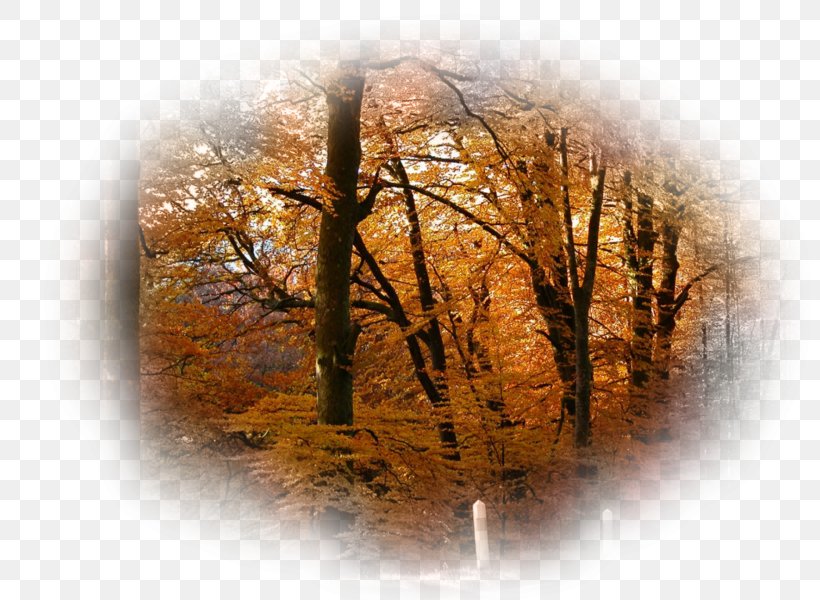 Desktop Wallpaper Forest High-definition Television - Golden Forest - HD Wallpaper 