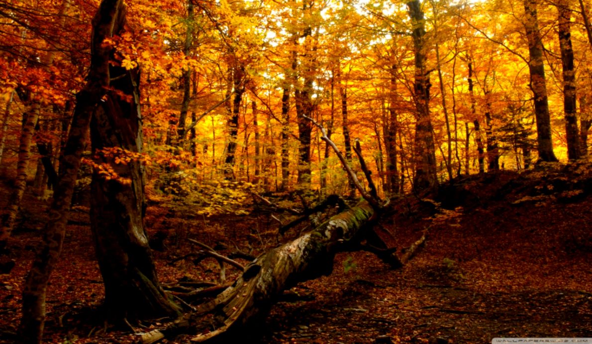 Autumn Forest ❤ 4k Hd Desktop Wallpaper For 4k Ultra - Autumn Forest Wallpaper Hd - HD Wallpaper 