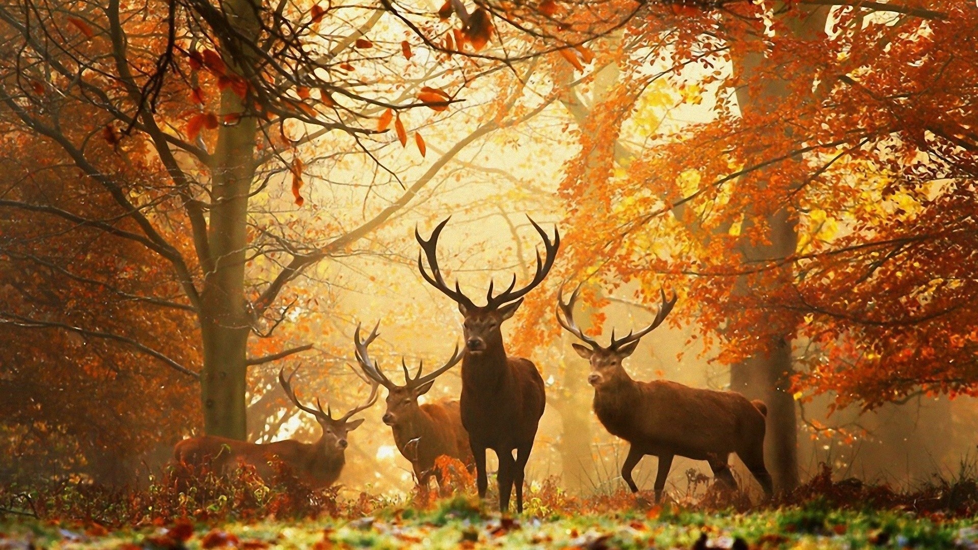 Trees, Foliage, Autumn, Horns, Leaves, Nature, Deer, - Beautiful Deer In Forest - HD Wallpaper 