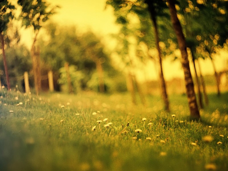 Summer Forest Hd Wallpaper - Picsart Nature Blur Background Hd - HD Wallpaper 