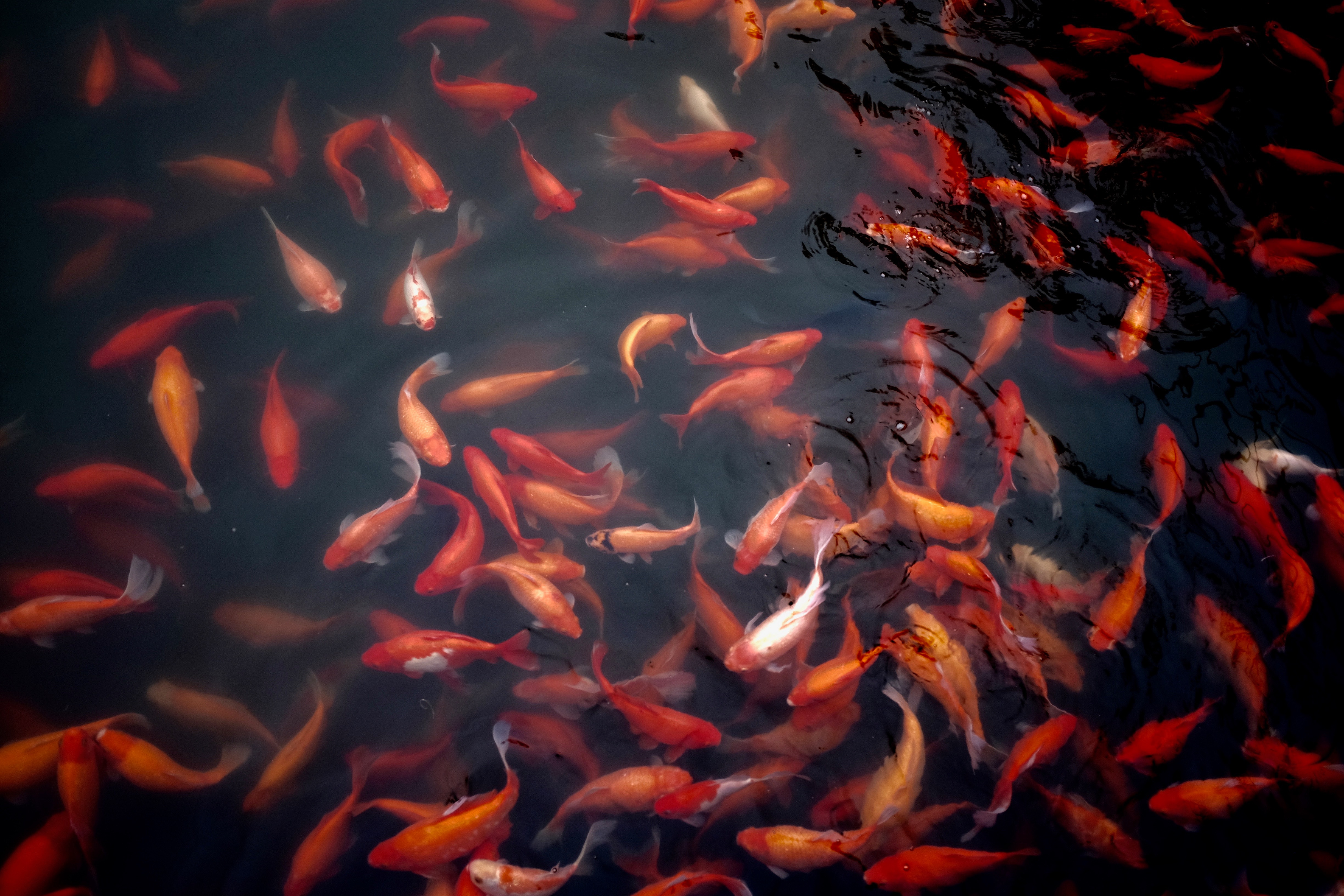 Koi Fish Pond Hd - HD Wallpaper 