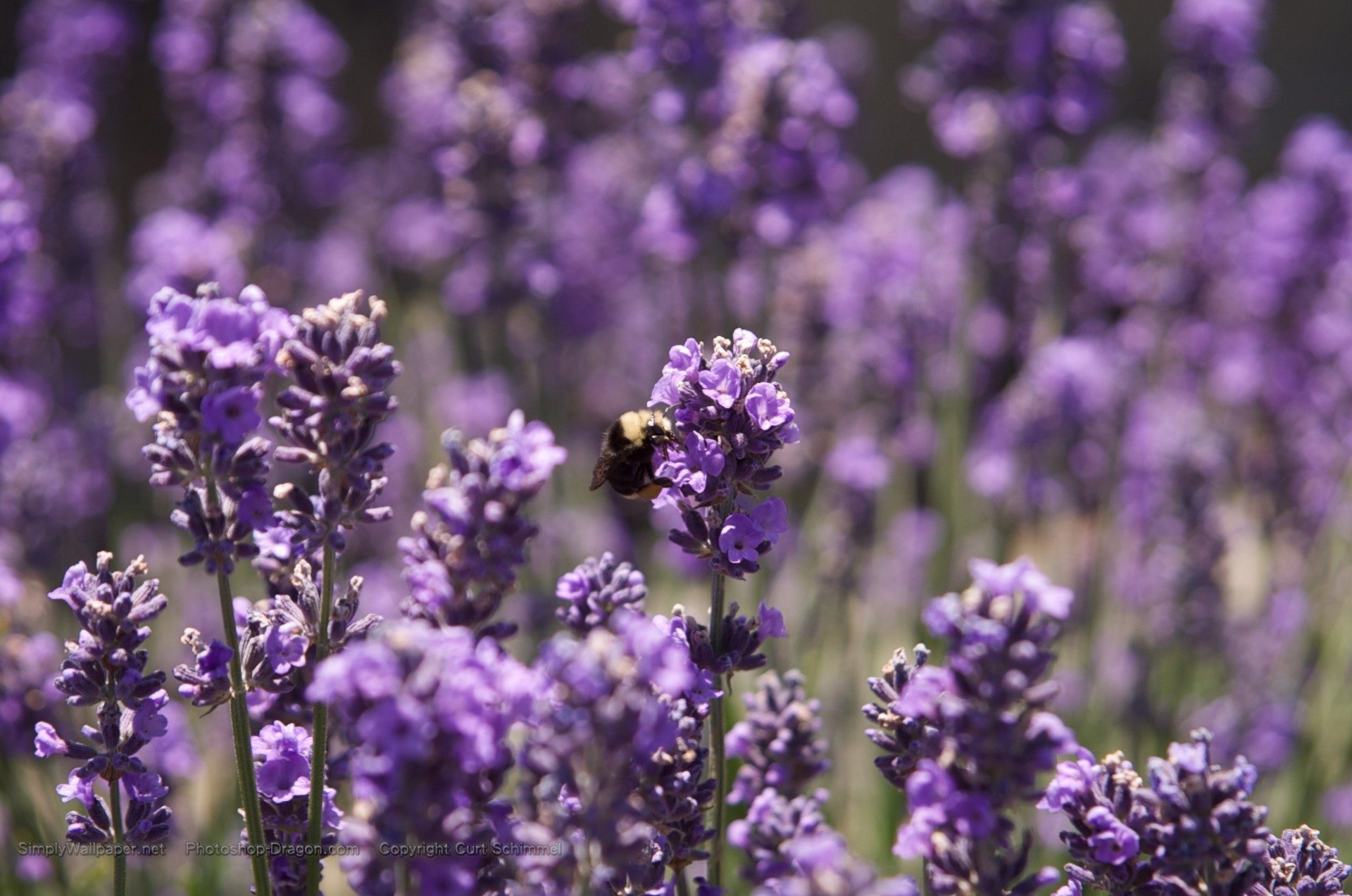 Purple Flower Desktop Background - HD Wallpaper 