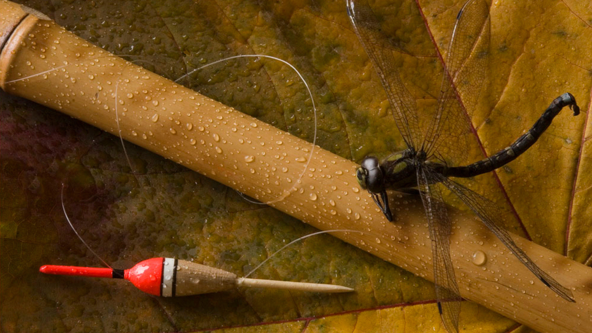 Free Fishing High Quality Background Id - Fishing Wallpaper For Desktop - HD Wallpaper 