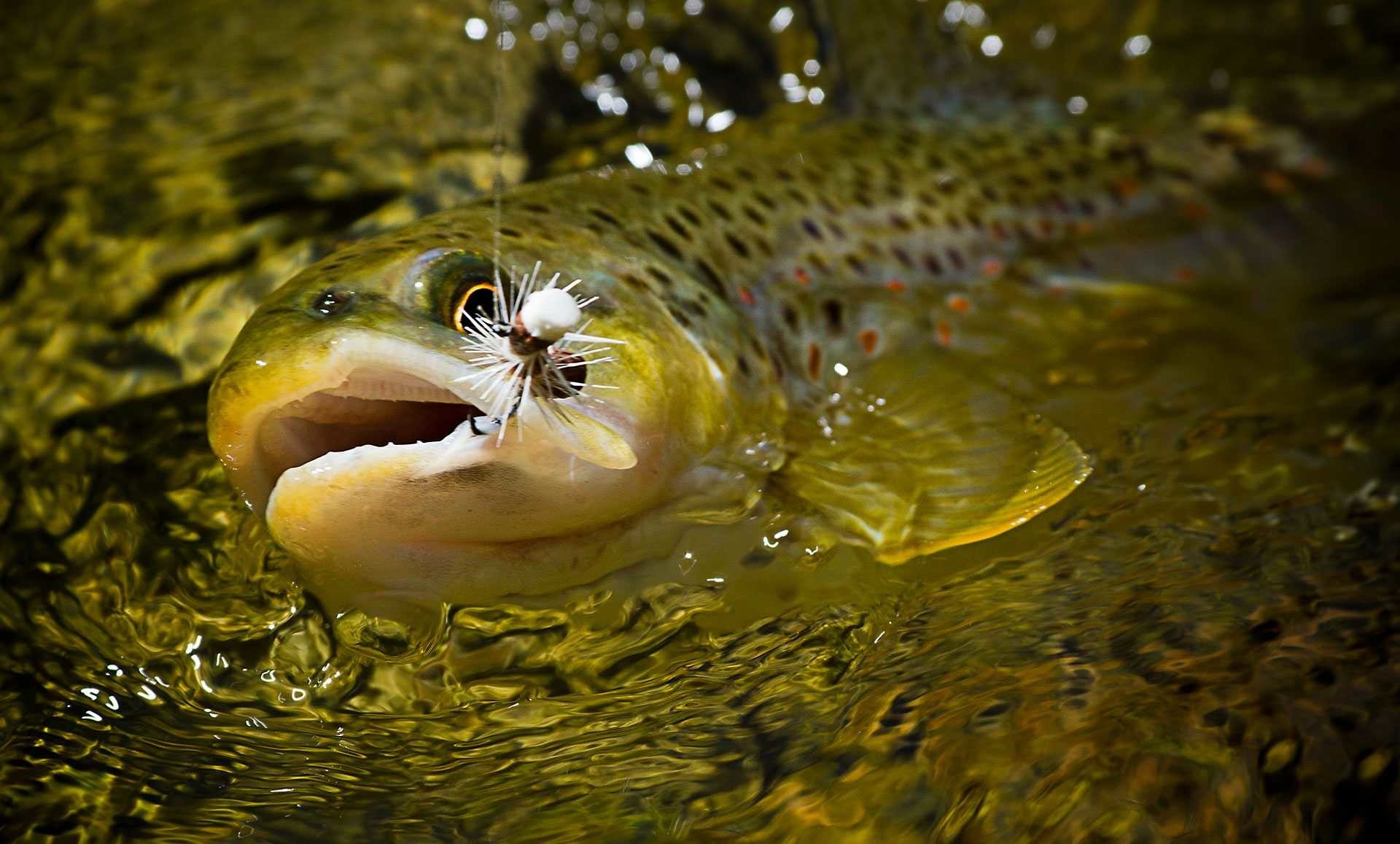 1920x1200, Fly Fishing Wallpapers Desktop Background - Trout On A Fly - HD Wallpaper 