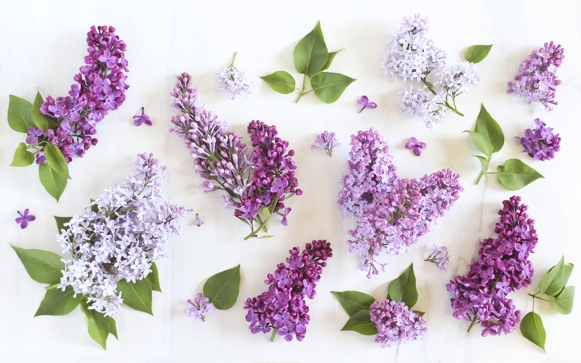 Lilac Desktop - HD Wallpaper 