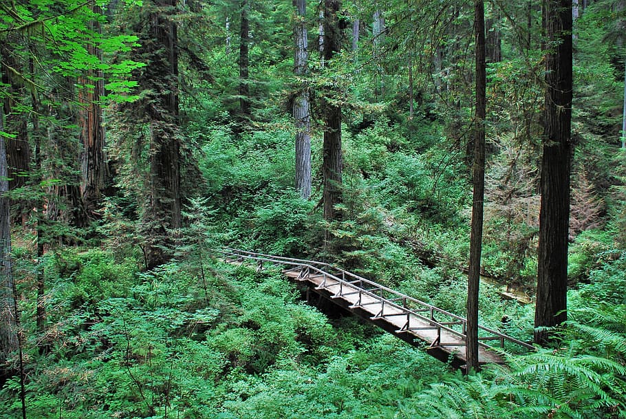 Prairie Creek Redwoods State Park, United States, Orick, - Spruce-fir Forest - HD Wallpaper 