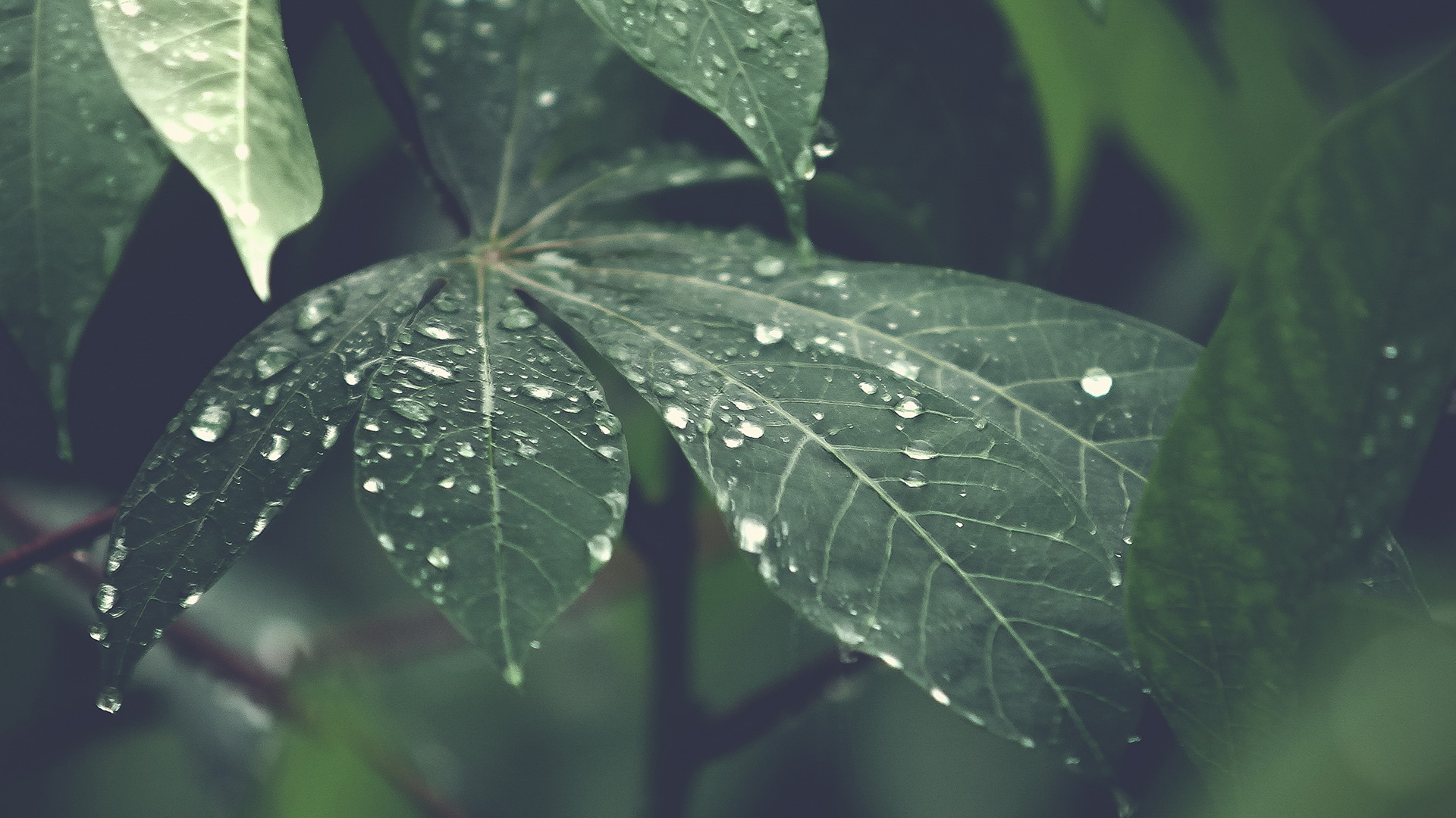 Iphone Wallpaper Rain Forest - HD Wallpaper 