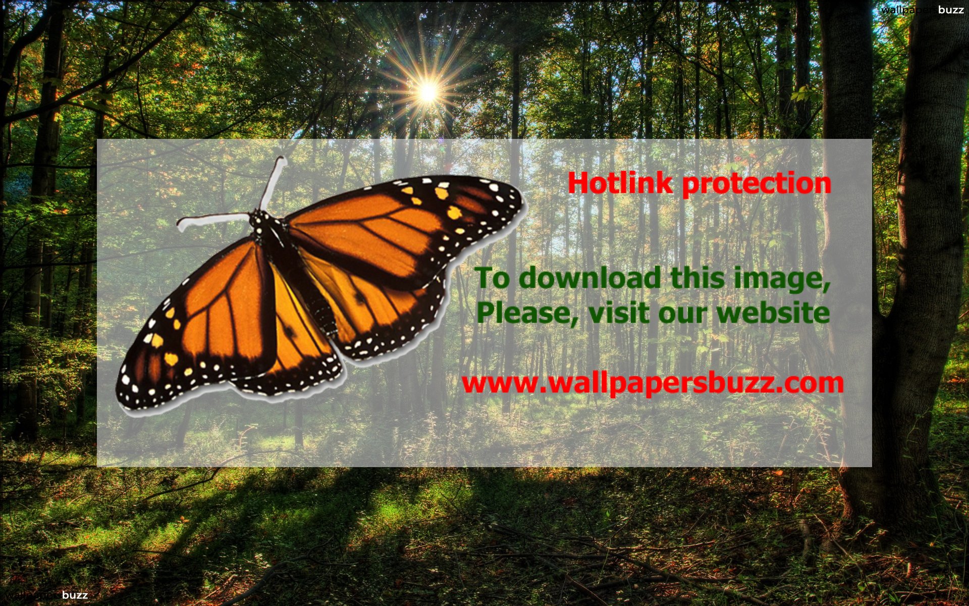 Monarch Butterfly - HD Wallpaper 