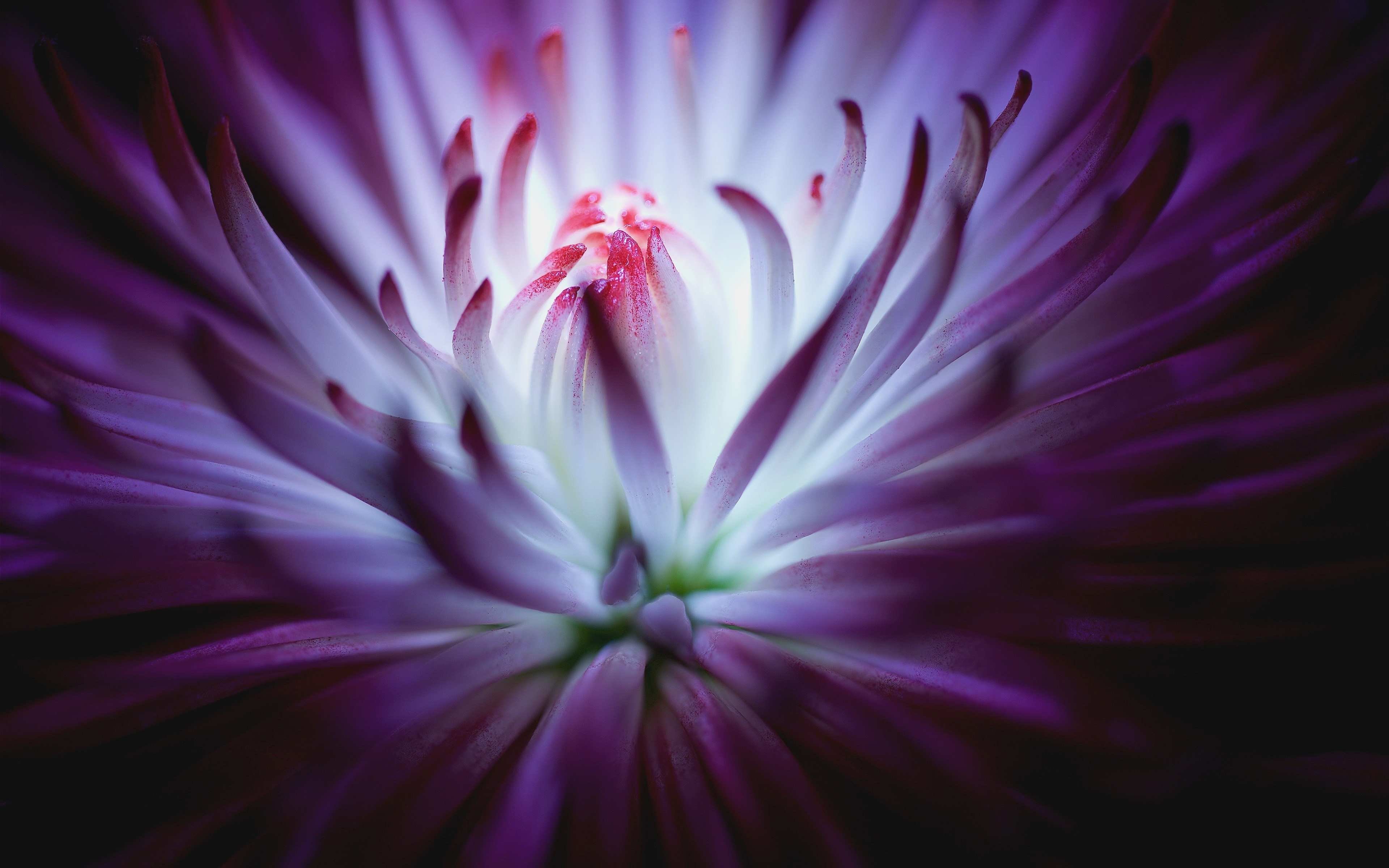 Purple Daisy Wallpaper Free Desktop Wallpapers 1080p - Cursed Flower - HD Wallpaper 
