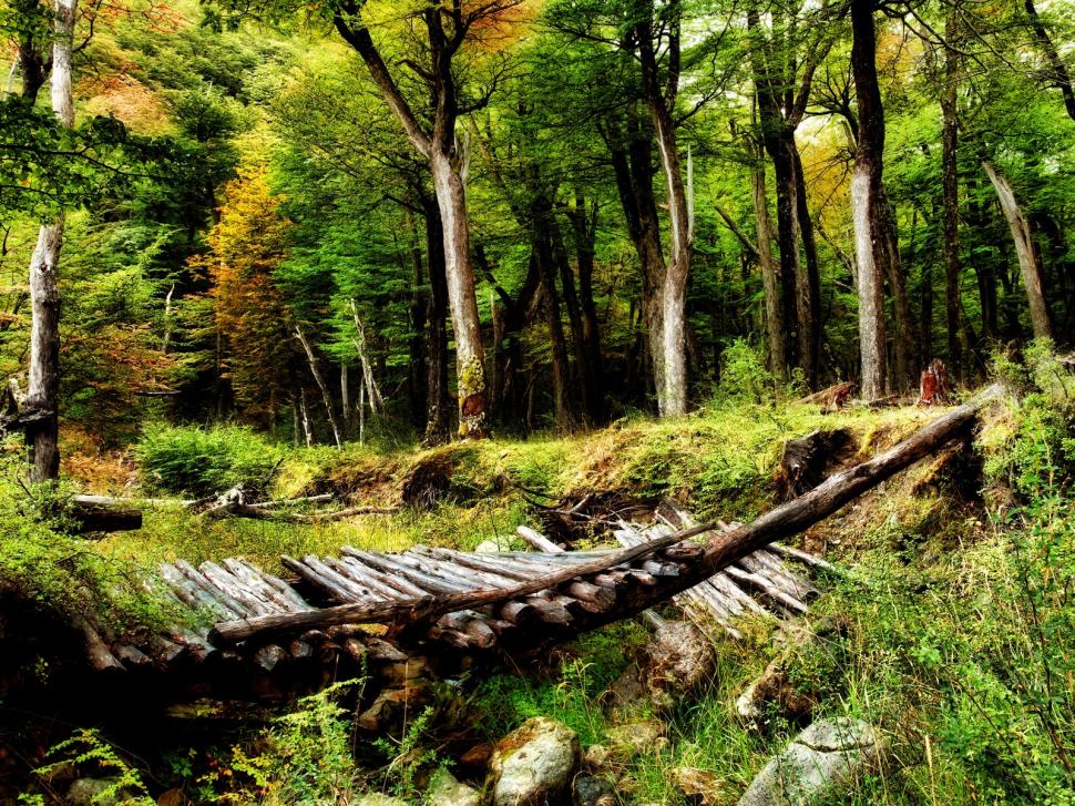 Broken Bridge Forest Hd Desktop Wallpaper,bridge Wallpaper,nature - HD Wallpaper 