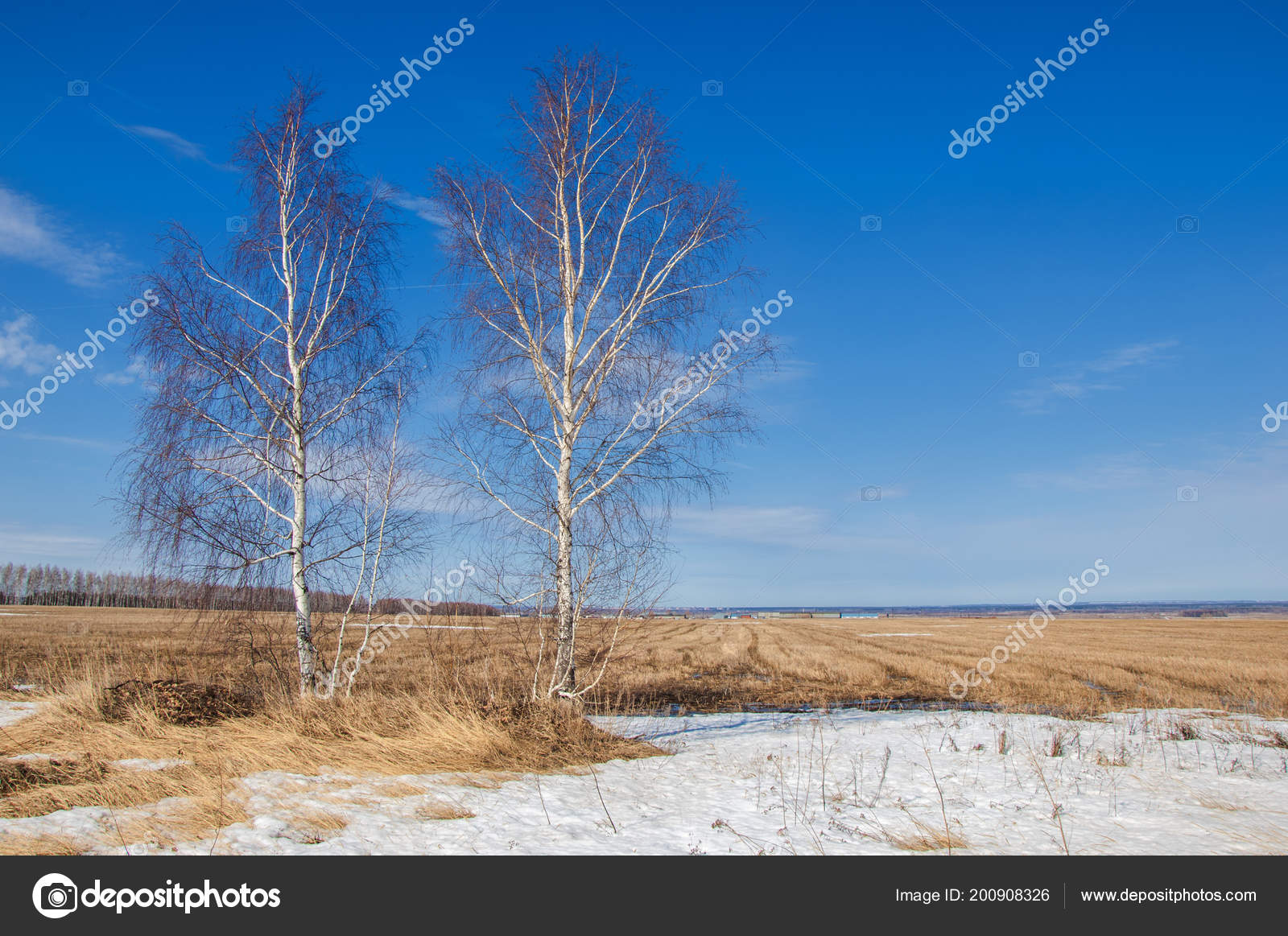 Frozen Trees In Finland - HD Wallpaper 