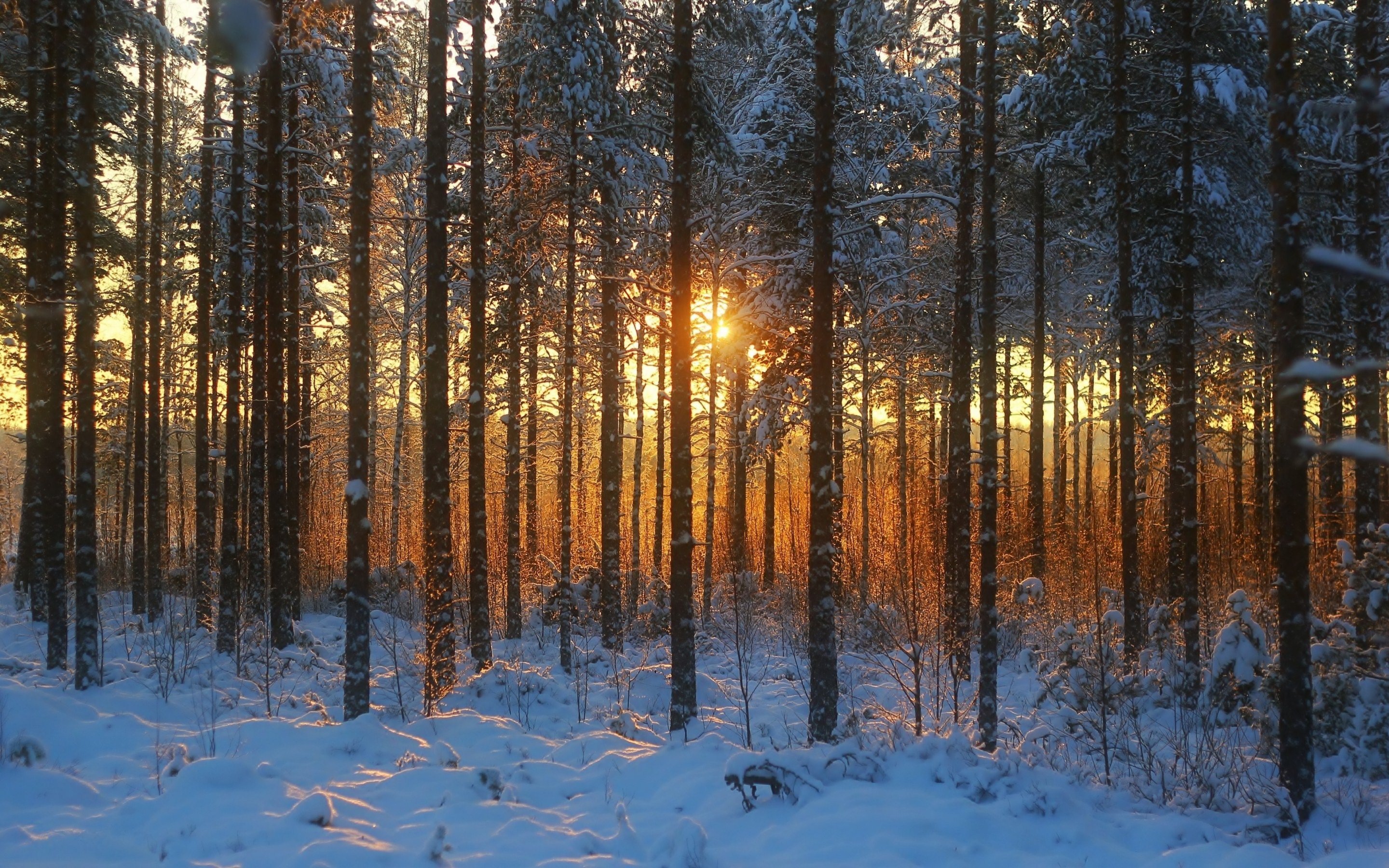 Download Hd Forest Desktop Wallpaper Id - Winter Forest Landscape - HD Wallpaper 