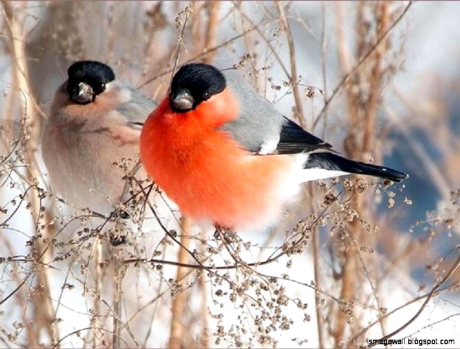 Winter Birds Desktop Wallpapers Hd Wallpapers Backgrounds - Winter Bird Wallpaper Hd - HD Wallpaper 