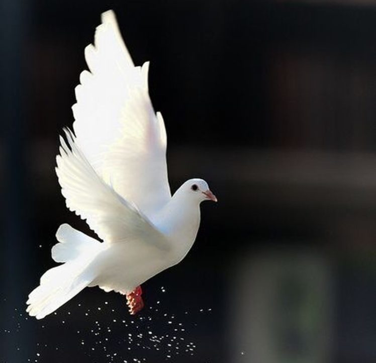 Dove Hd - HD Wallpaper 