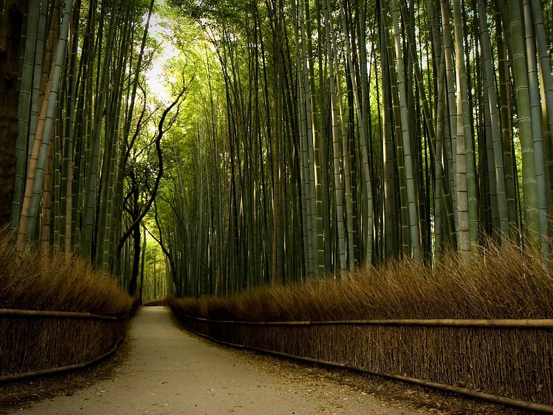 Bamboo Forest Hd Wallpaper - Nature Oil Painting Landscape - HD Wallpaper 
