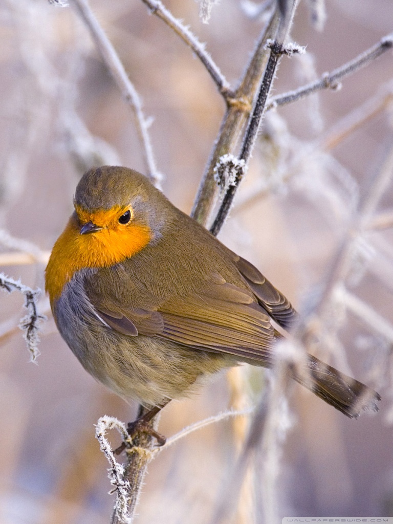 Winter Bird - HD Wallpaper 