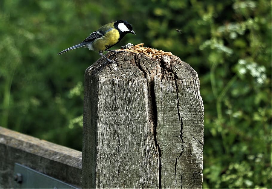 Bird, Yellow Tit, Nature, Garden, Song Bird, Animal, - Old World Flycatcher - HD Wallpaper 