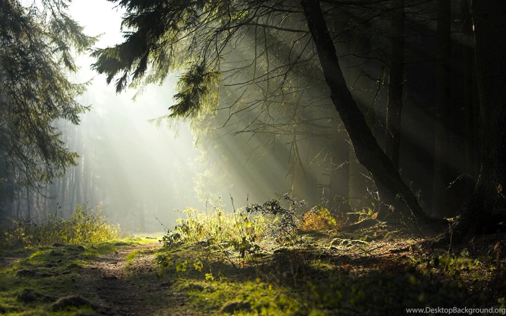 Forest Desktop Wallpaper » Picserio - Morning Forest - HD Wallpaper 
