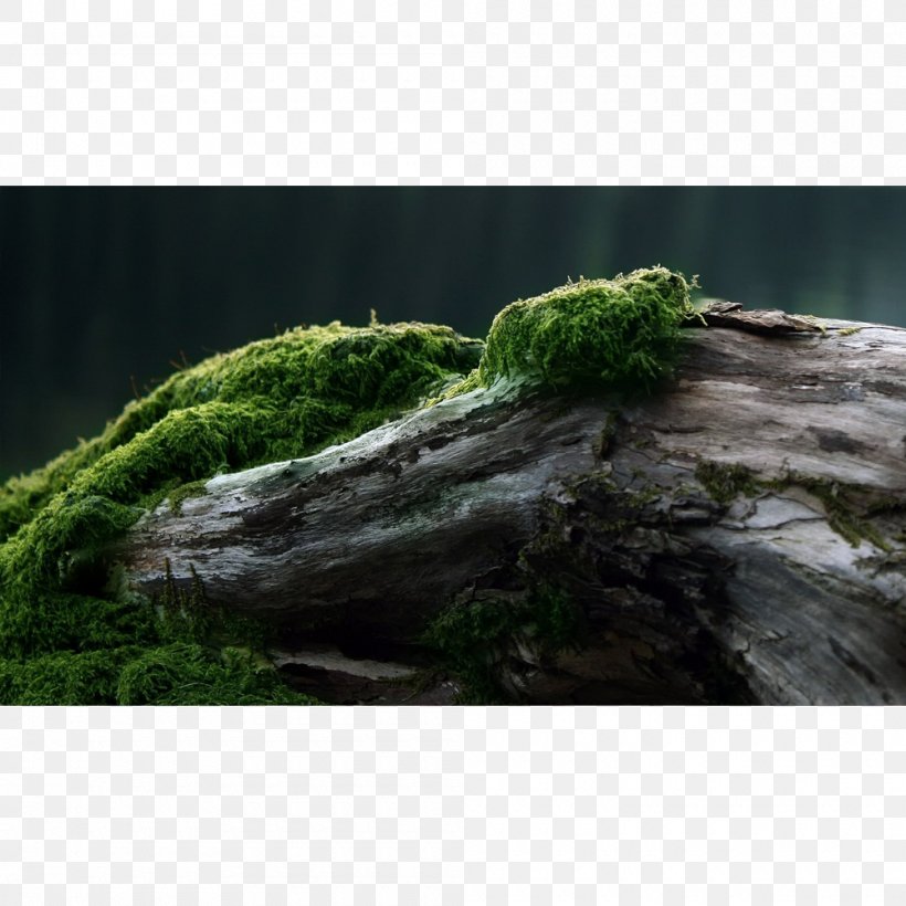 Desktop Wallpaper Wood Tree Trunk Forest, Png, 1000x1000px, - High Resolution Moss Background - HD Wallpaper 