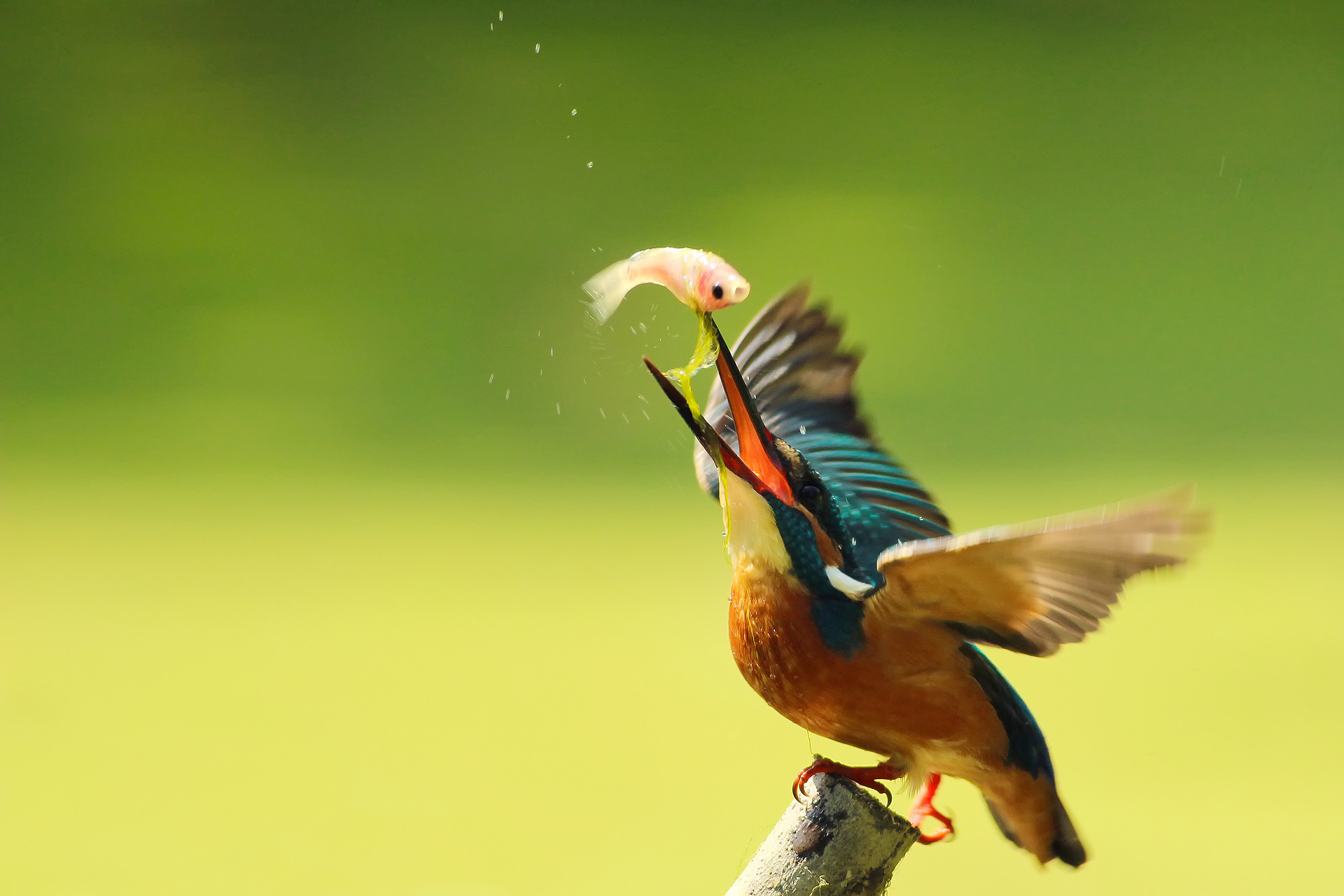 Bird Eating Fish Hd - HD Wallpaper 