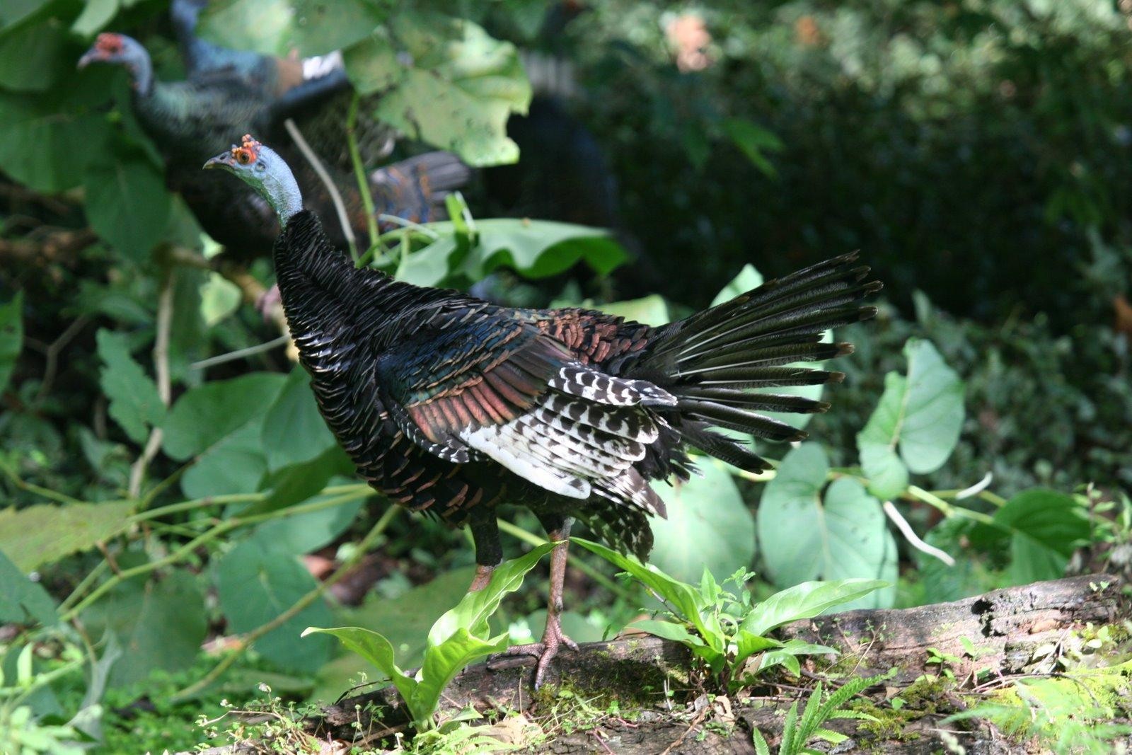 Phasianidae - HD Wallpaper 