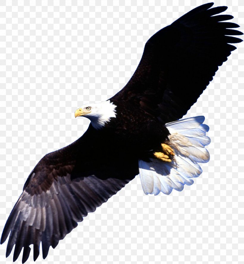 Bald Eagle Bird Desktop Wallpaper Image, Png, 1000x1085px, - Renovo De Deus - HD Wallpaper 
