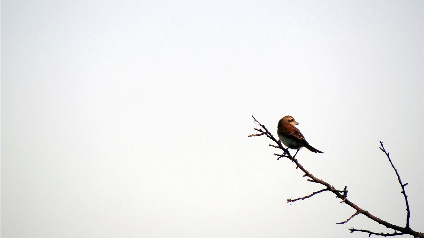 Bird Iran Hamadan-birds Desktop Wallpapers2011 - لا تثقل يومك بهموم غدك - HD Wallpaper 