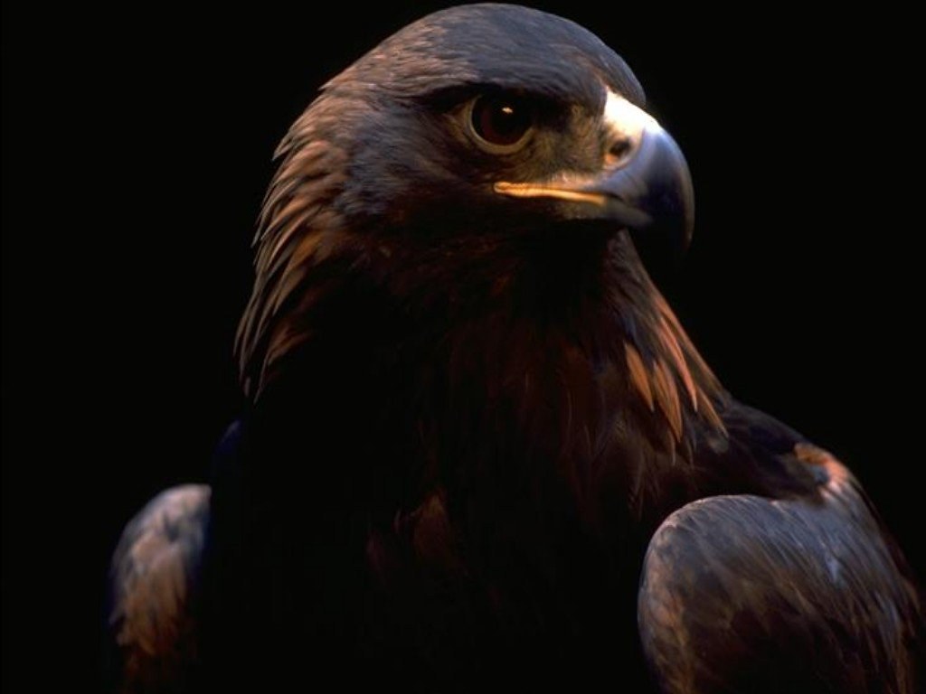 Golden Eagle - HD Wallpaper 
