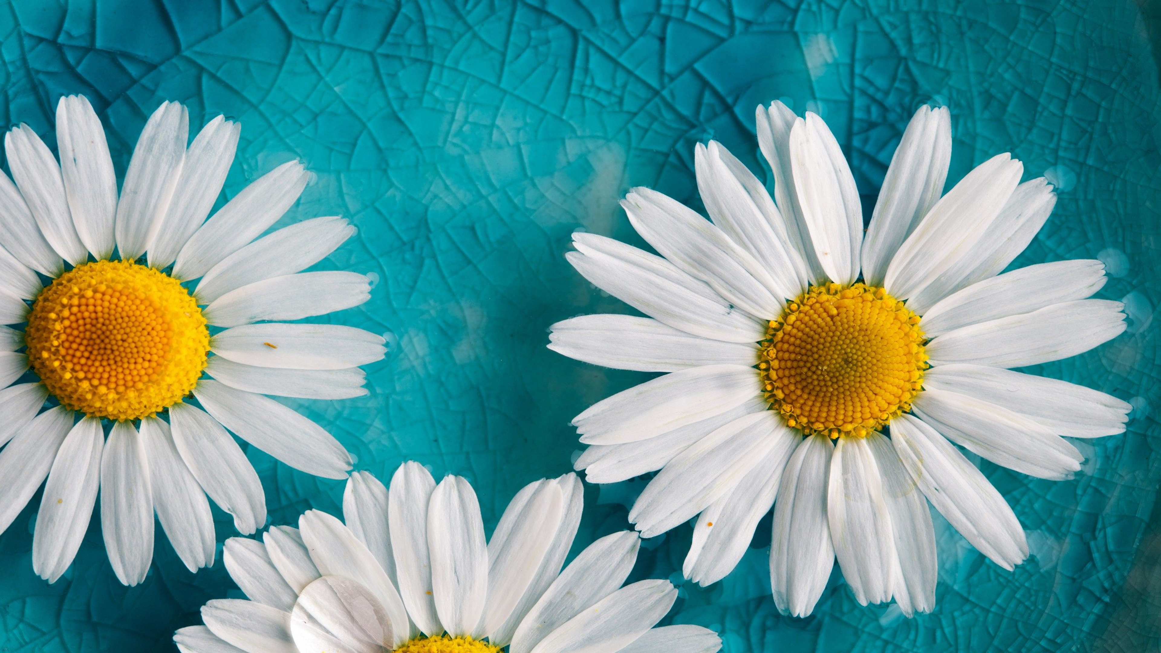 Beautiful Daisies - HD Wallpaper 