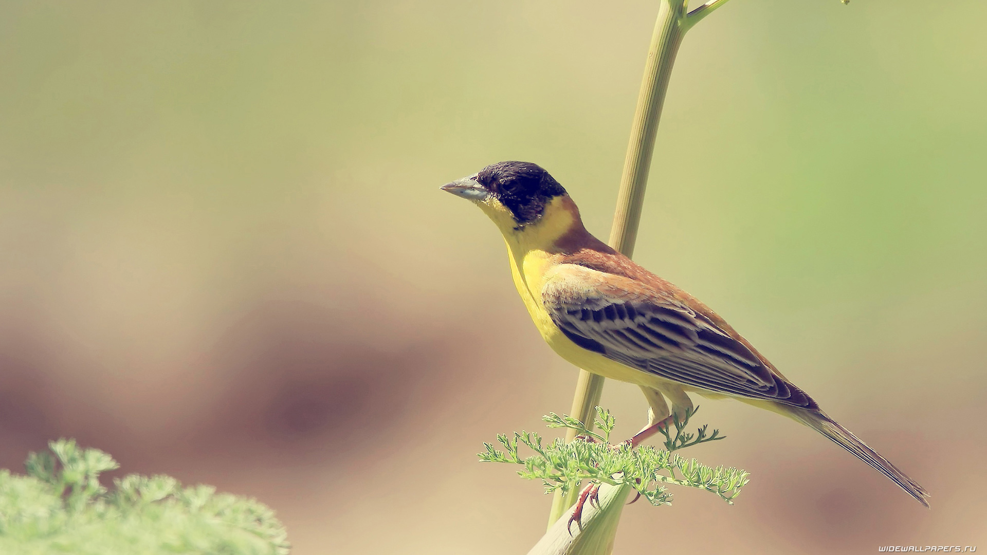 Bird Desktop Wallpaper - Birds Bobolink White Background High Resolution - HD Wallpaper 