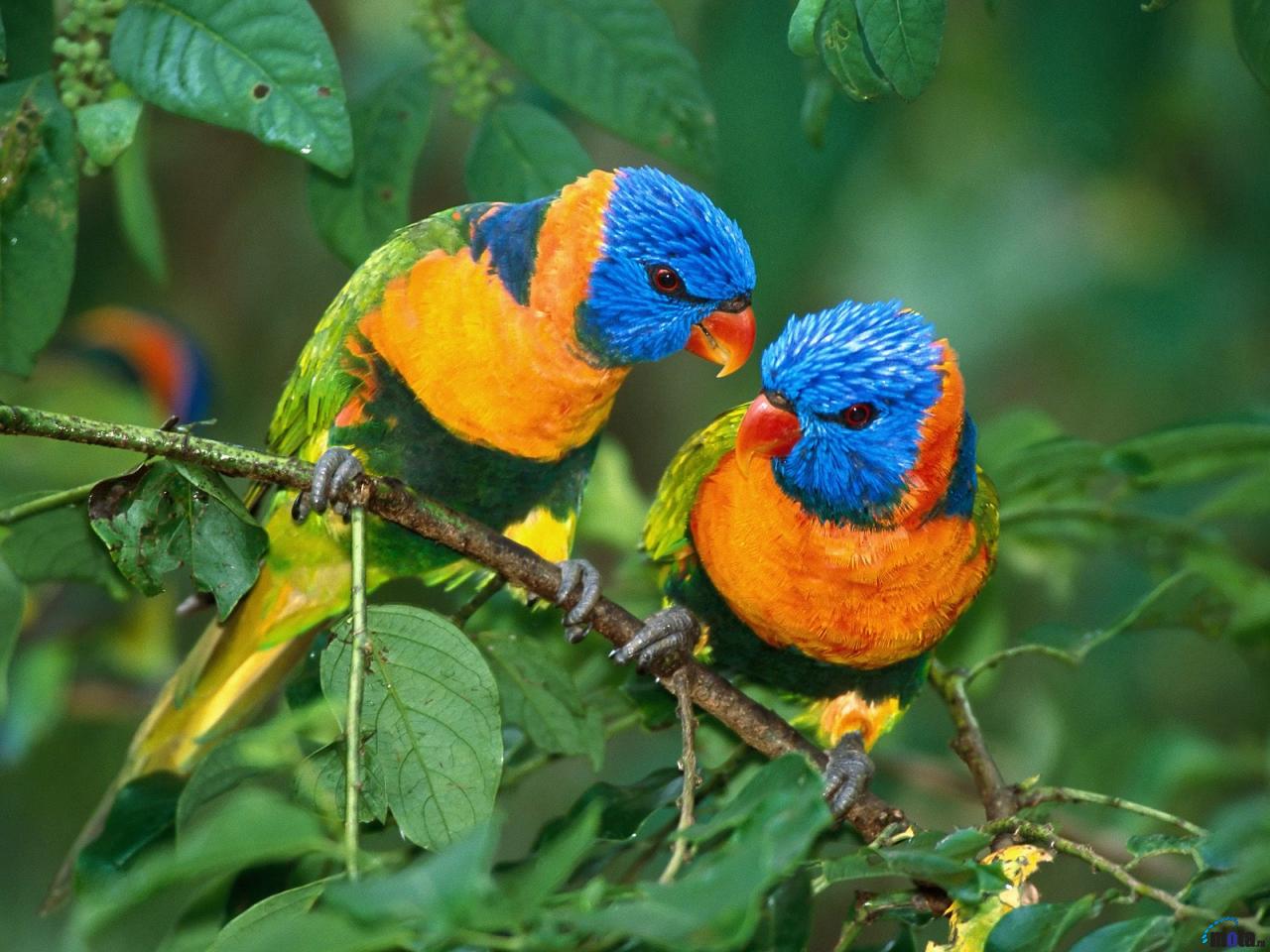 Cute Love Bird - HD Wallpaper 