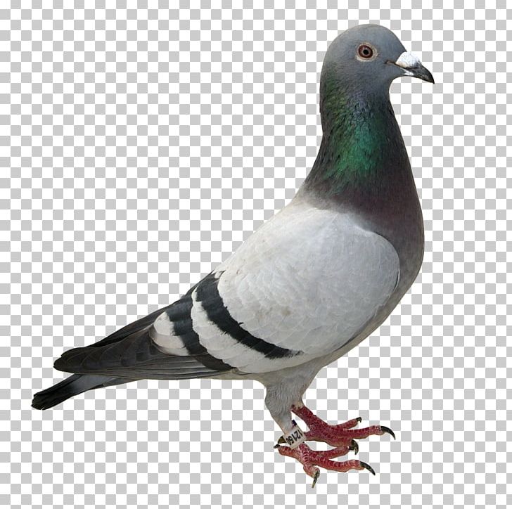 Racing Homer Columbidae Homing Pigeon Bird Desktop - HD Wallpaper 