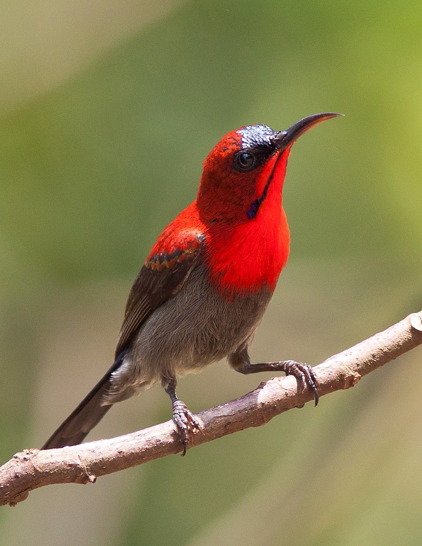 Birds Hd Wallpapers 1080p - Small Birds Images Hd - 822x1064 Wallpaper - Birds Hd Wallpapers 1080p - Small Birds Images Hd - 822x1064 Wallpaper -