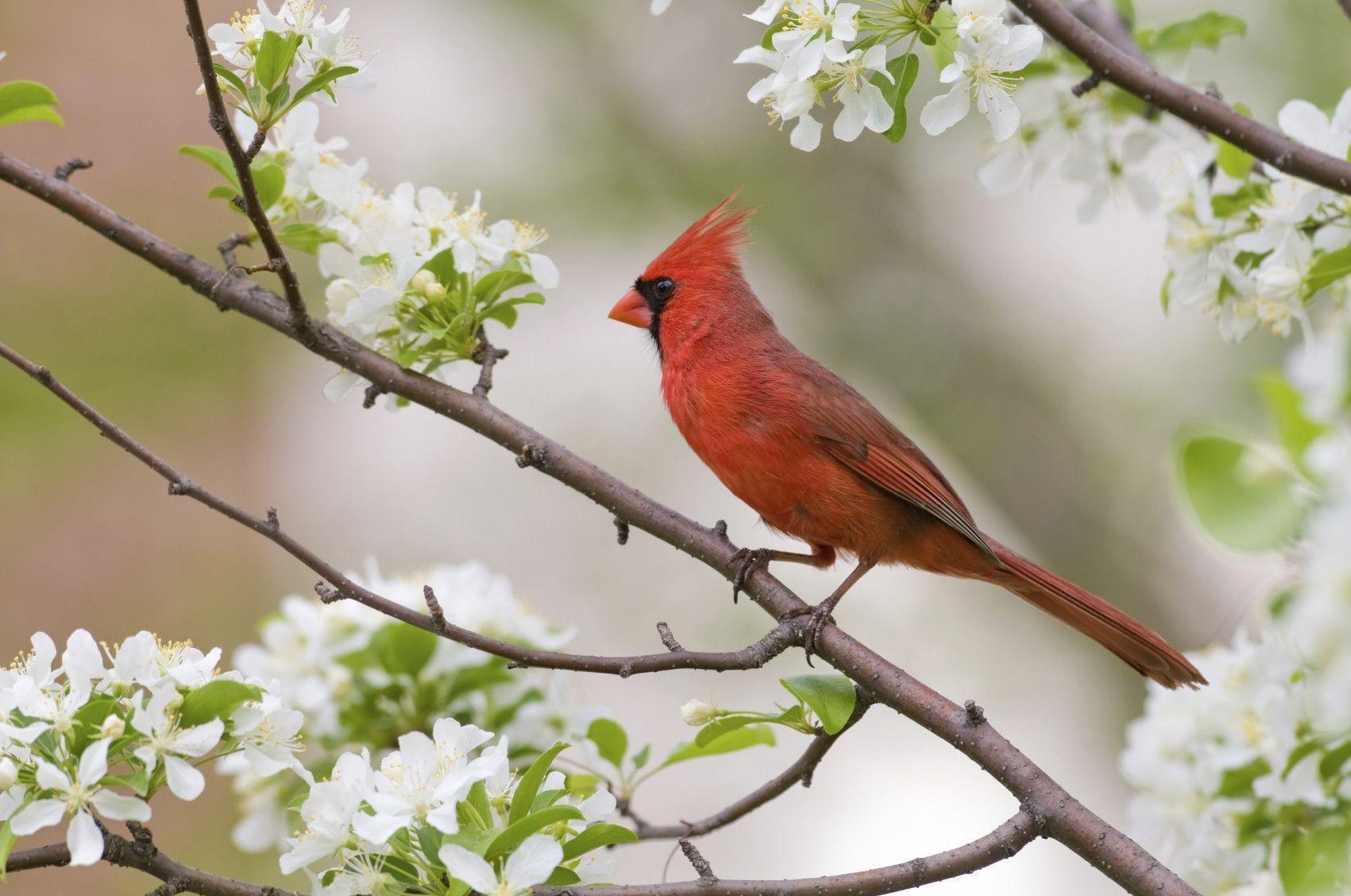Birds - HD Wallpaper 