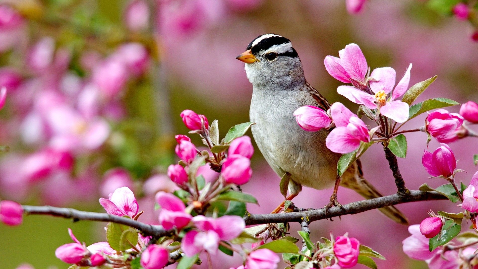 Bird Spring Flowers Colorful Forces Nature Colors Birds - Nature Birds And Flowers - HD Wallpaper 