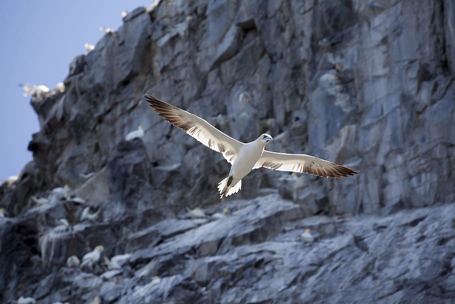 Gannet, Bass Rock, Bird, North Berwick, Firth Of Forth, - Oiseaux Gorges Du Tarn - HD Wallpaper 