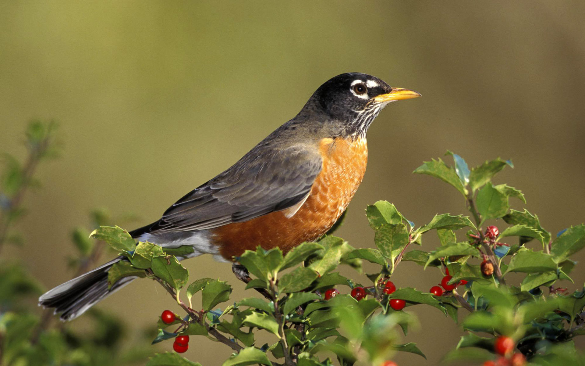 High Resolution Robin Bird Hd Background Id - Birds And Animals - HD Wallpaper 