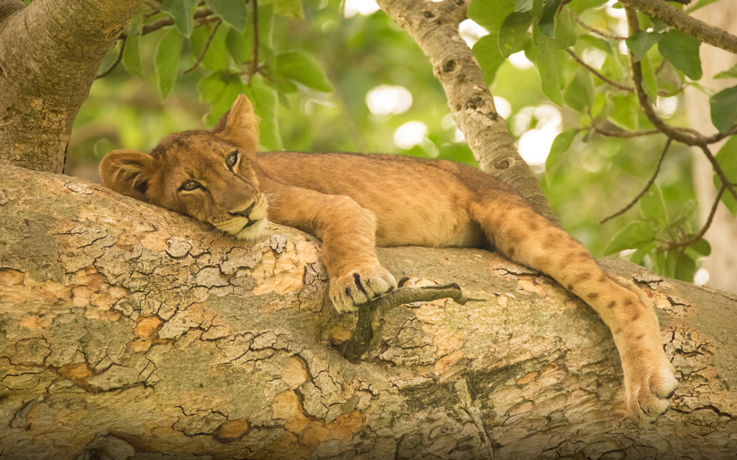 Wallpaper - HD Wallpaper 