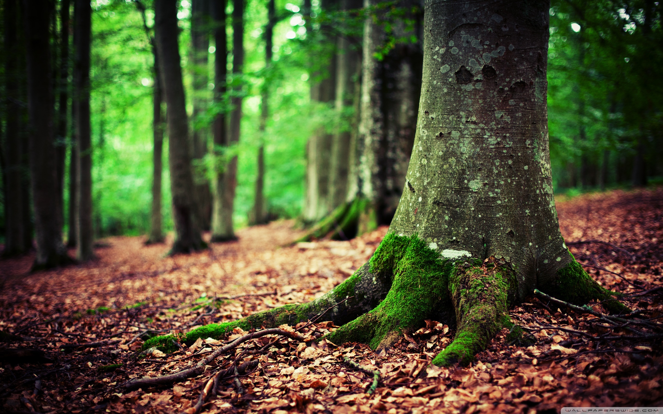 Hd Wallpaper Woods - HD Wallpaper 